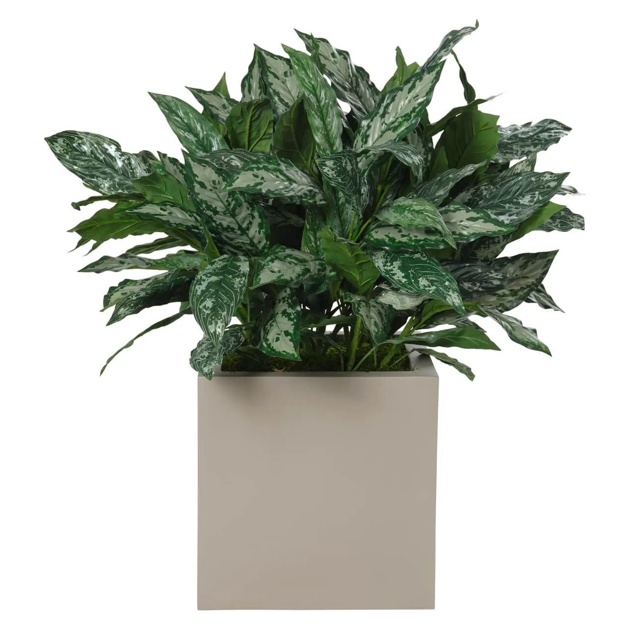 aglaonema ' Aglaonema, Faux Greenery, 39″