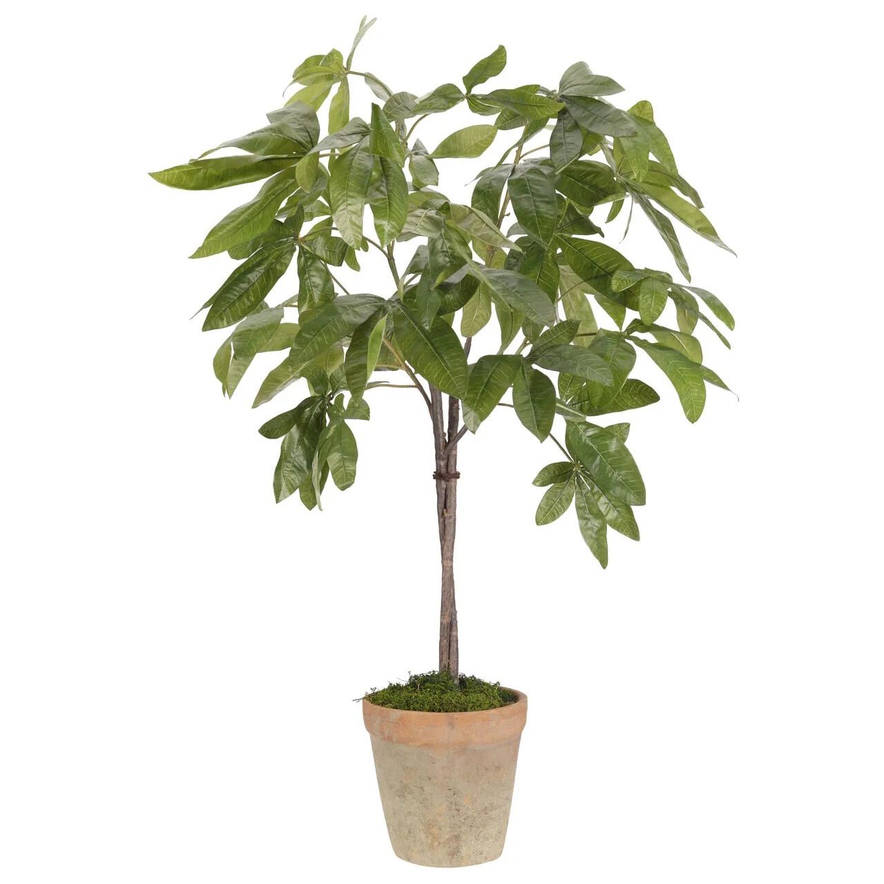 money tree create account Money Tree, Faux Arrangement, 48″
