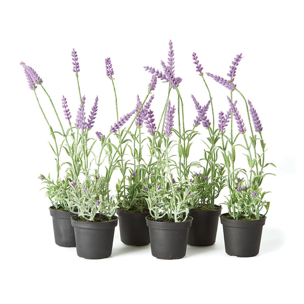 mini lavender plants French Lavender Drop-In 13", Set of 6