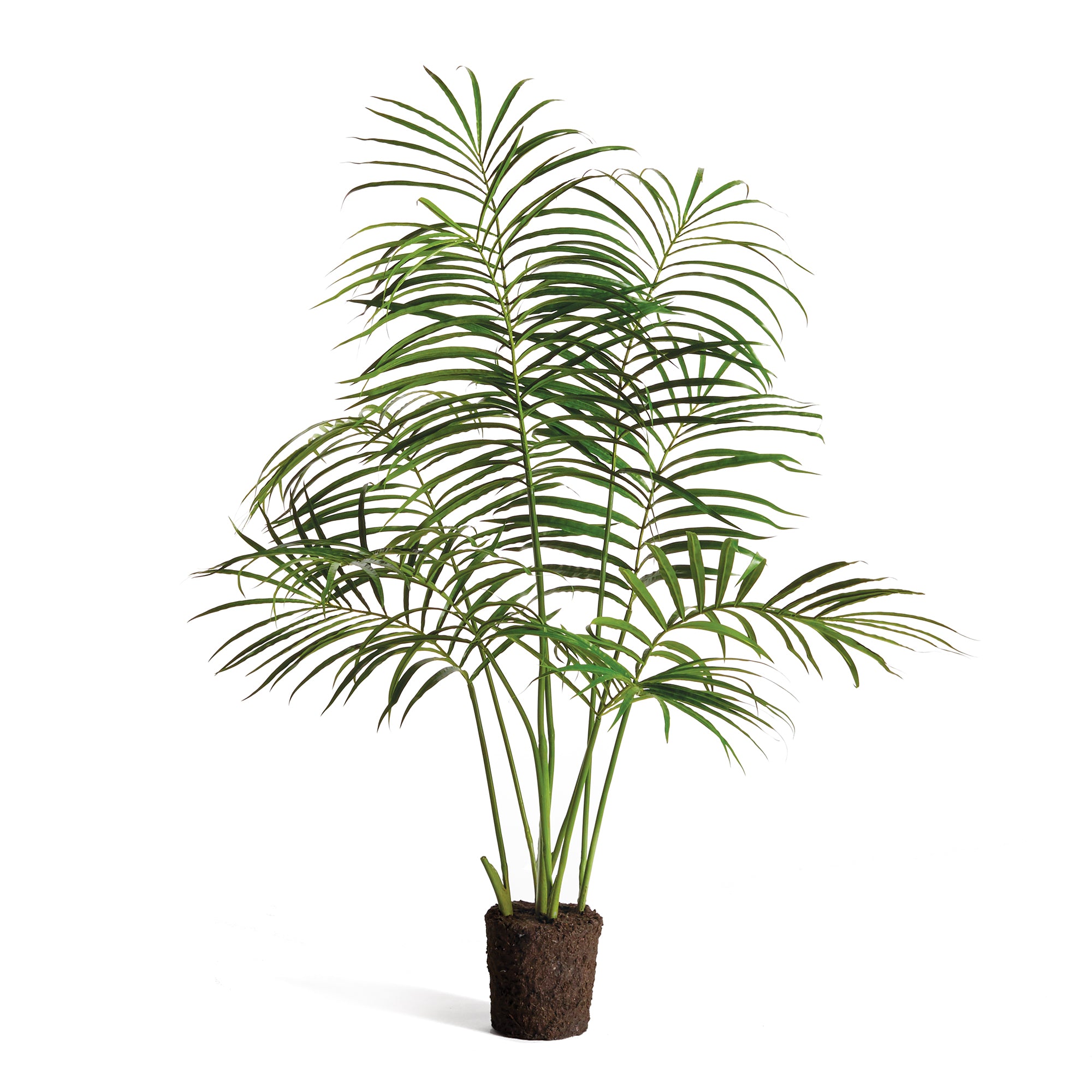 ball palm plant Palm Tree Drop-In 50