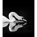 Gliding Swan Art