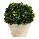 Boxwood Ball In Pot Medium | ready to ship!