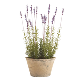 French Lavender Potted 21" | please contact us for ETA!