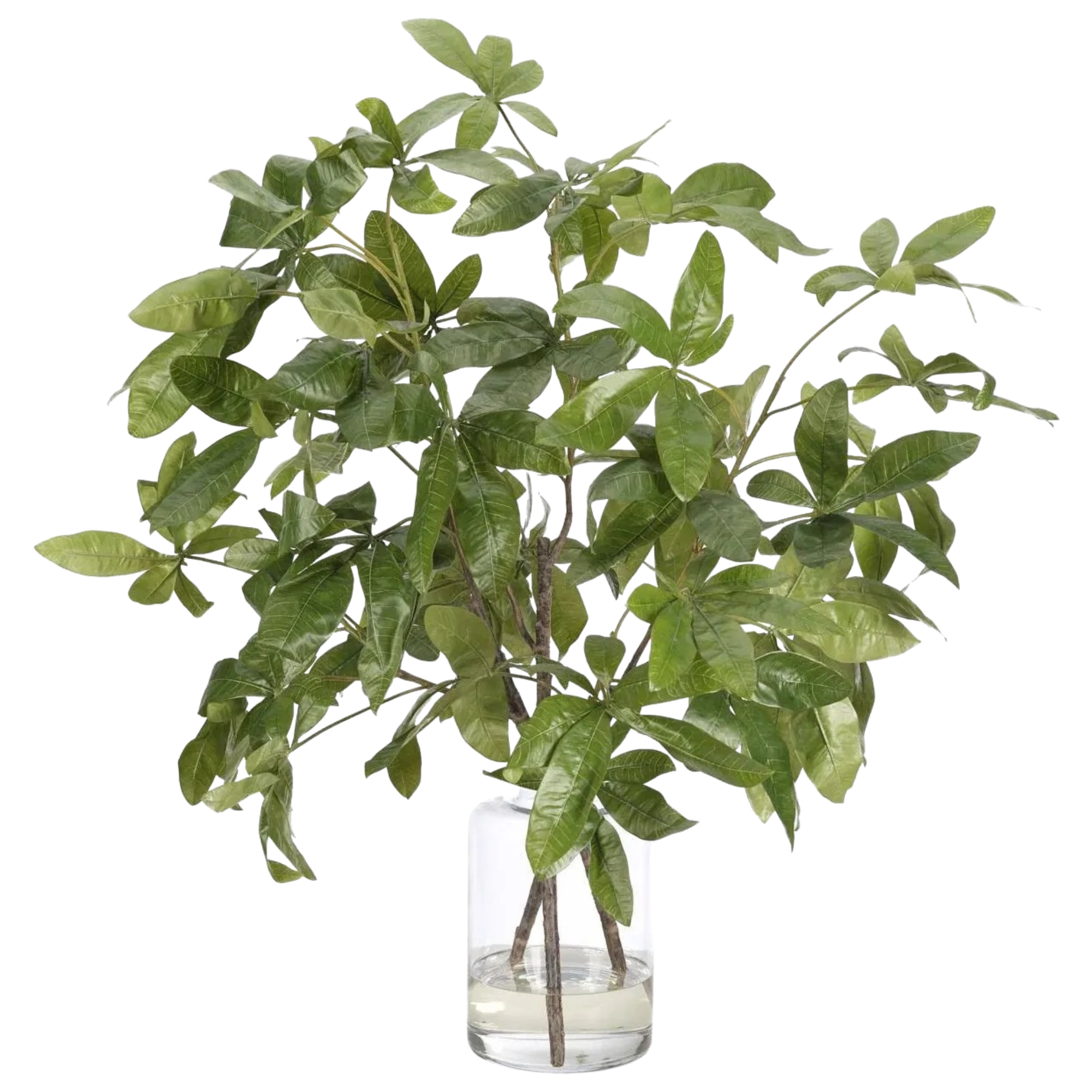 money tree vase Money Tree Branch, Faux Watergarden, 38″