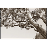 Old Tree Memories Art