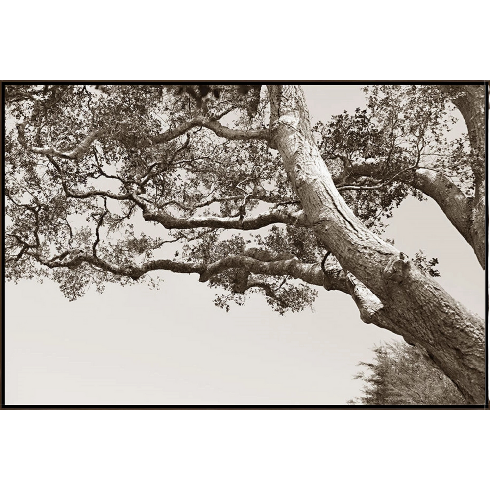 Old Tree Memories Art