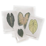 Pressed Caladium Collection- Single, Assorted