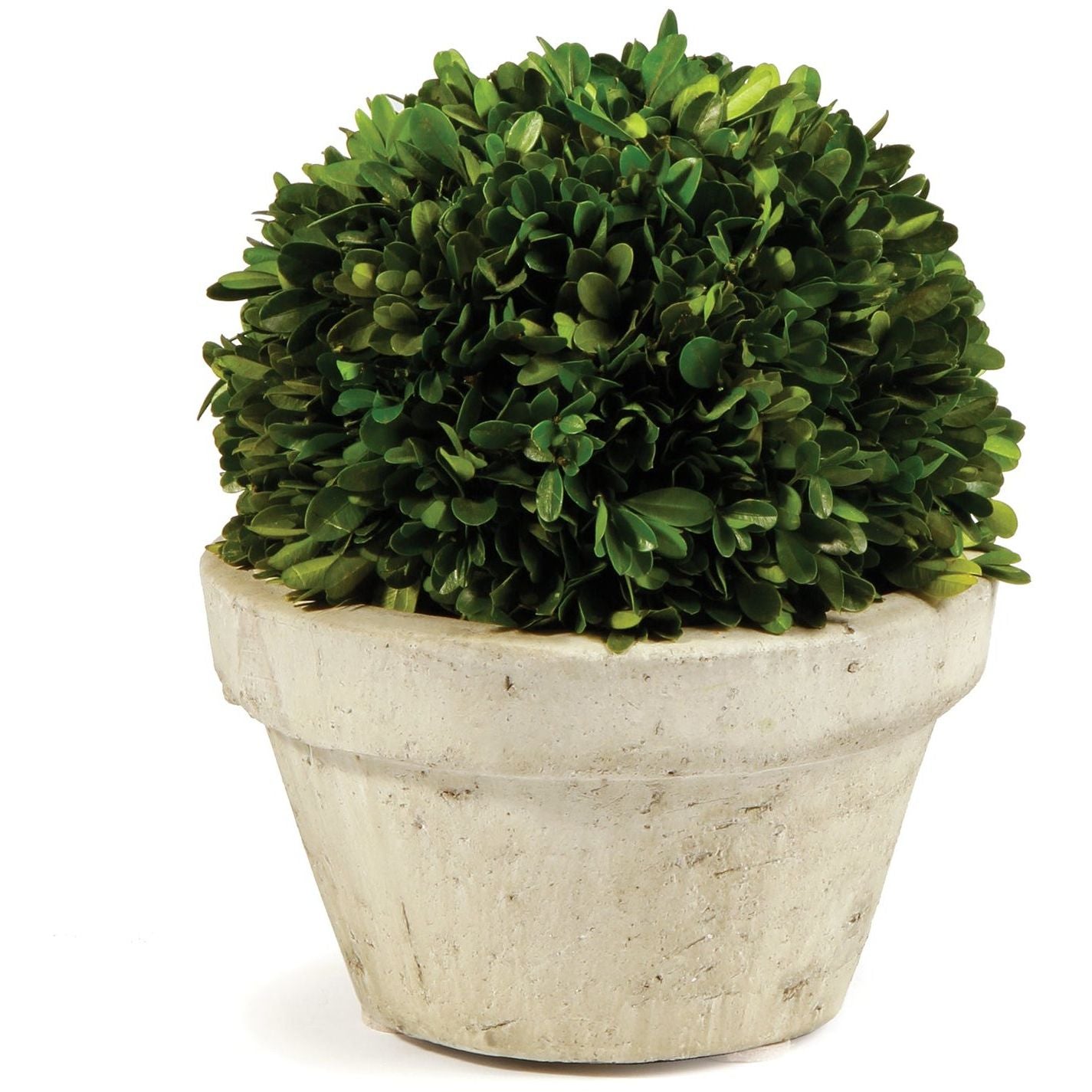 Boxwood Ball In Pot Large  Napa Home & Garden