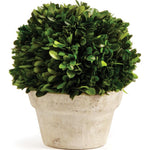 Boxwood Ball In Pot Medium  Napa Home & Garden