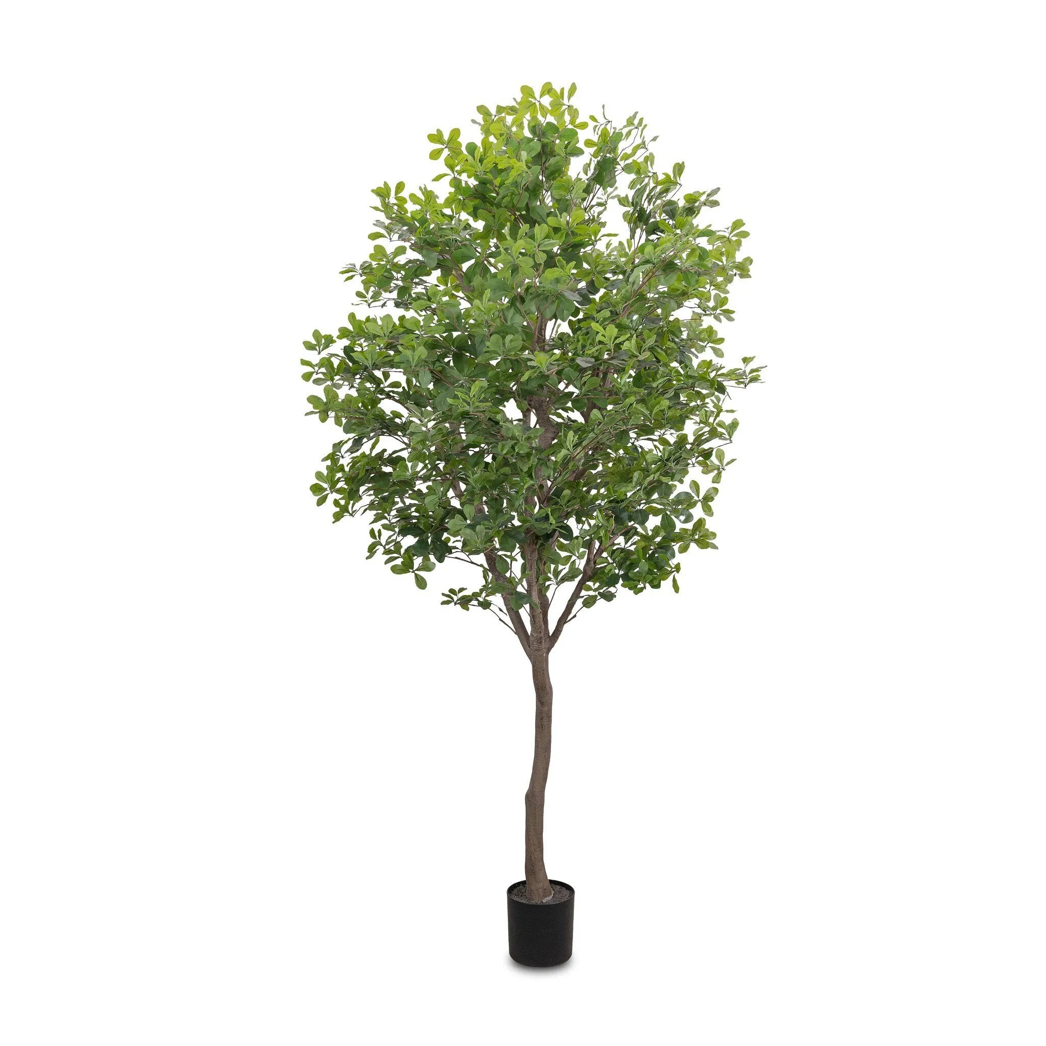 Dense foliage and high-quality construction shape the branches and leaves of this faux aralia tree, for a realistic look that's designed for easy living. Ships in a black plastic liner pot. For indoor use only Amethyst Home provides interior design, new home construction design consulting, vintage area rugs, and lighting in the Calabasas metro area.