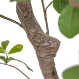 Dense foliage and high-quality construction shape the branches and leaves of this faux aralia tree, for a realistic look that's designed for easy living. Ships in a black plastic liner pot. For indoor use only Amethyst Home provides interior design, new home construction design consulting, vintage area rugs, and lighting in the Des Moines metro area.