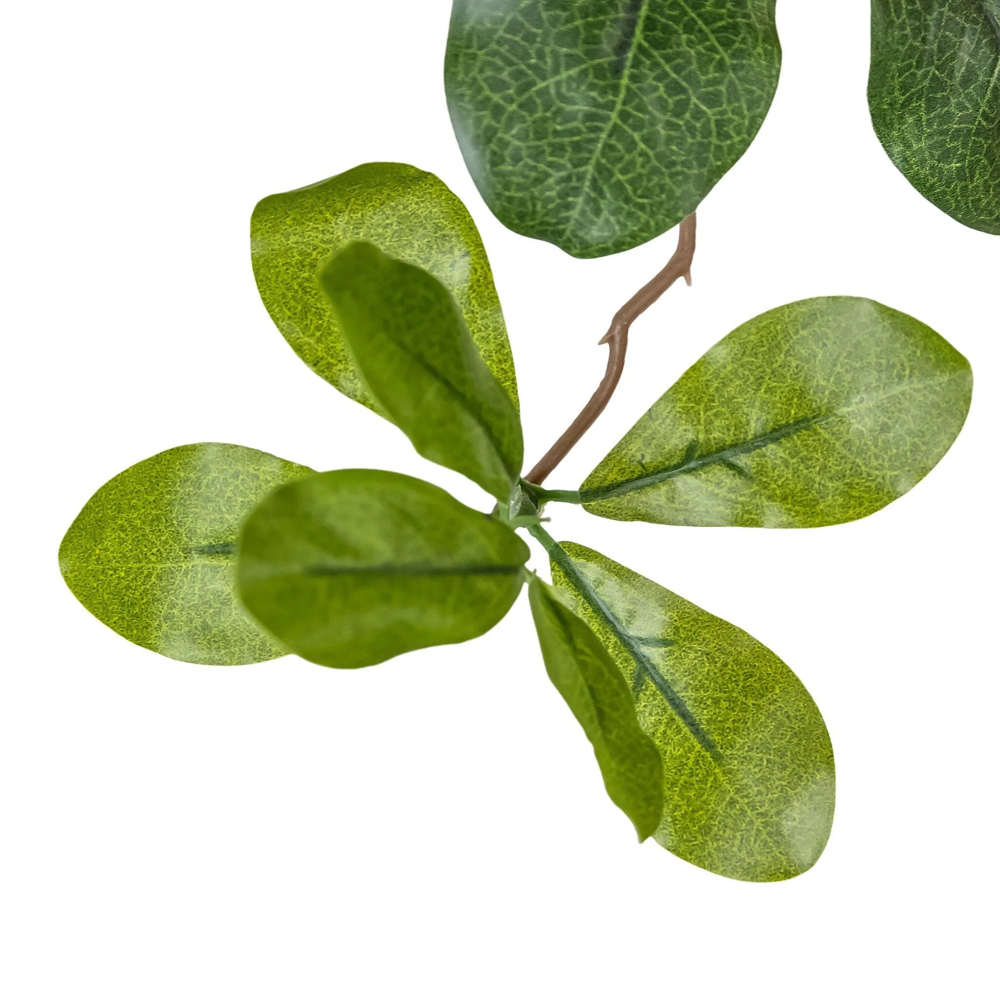 Dense foliage and high-quality construction shape the branches and leaves of this faux aralia tree, for a realistic look that's designed for easy living. Ships in a black plastic liner pot. For indoor use only Amethyst Home provides interior design, new home construction design consulting, vintage area rugs, and lighting in the Monterey metro area.