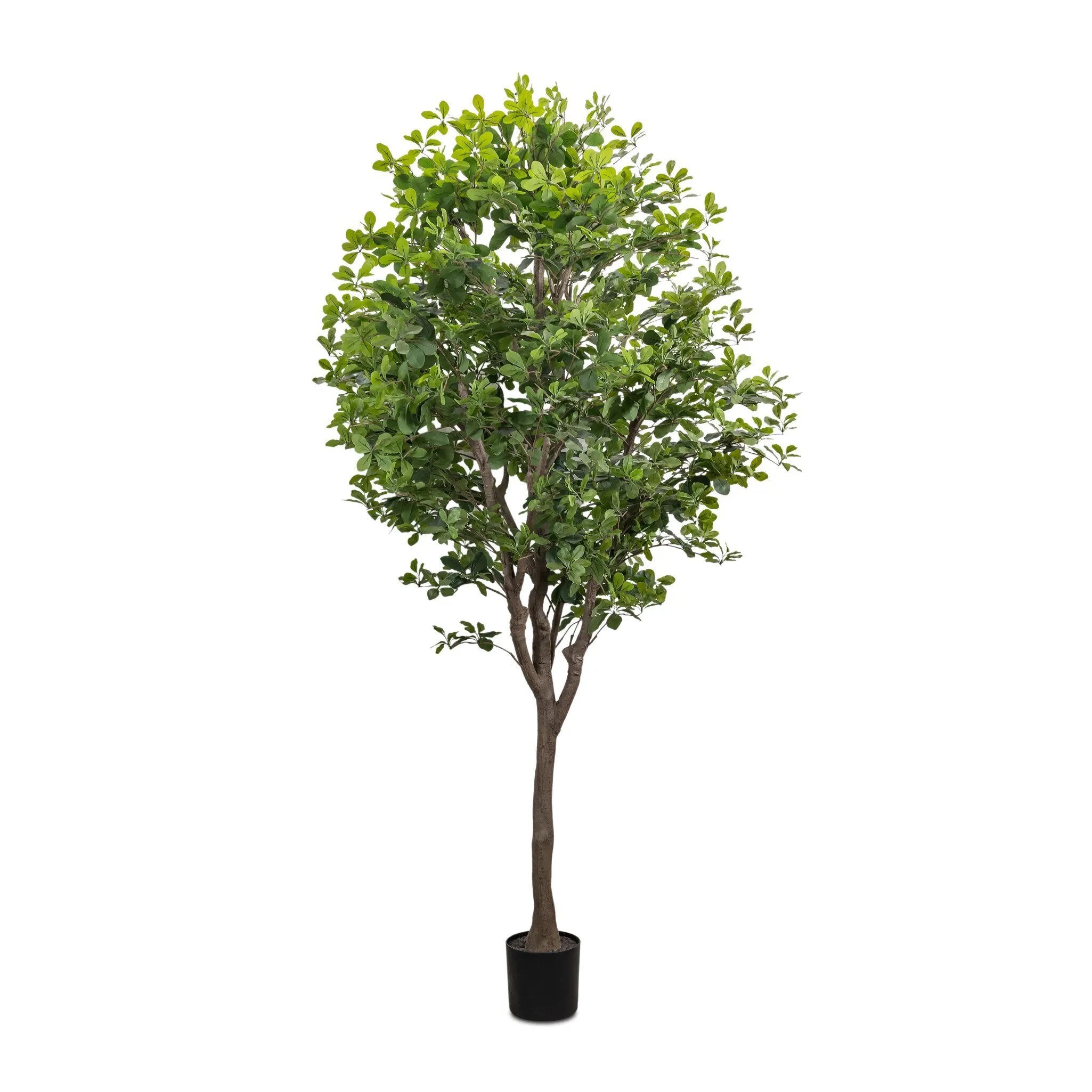 Dense foliage and high-quality construction shape the branches and leaves of this faux aralia tree, for a realistic look that's designed for easy living. Ships in a black plastic liner pot. For indoor use only Amethyst Home provides interior design, new home construction design consulting, vintage area rugs, and lighting in the Tampa metro area.