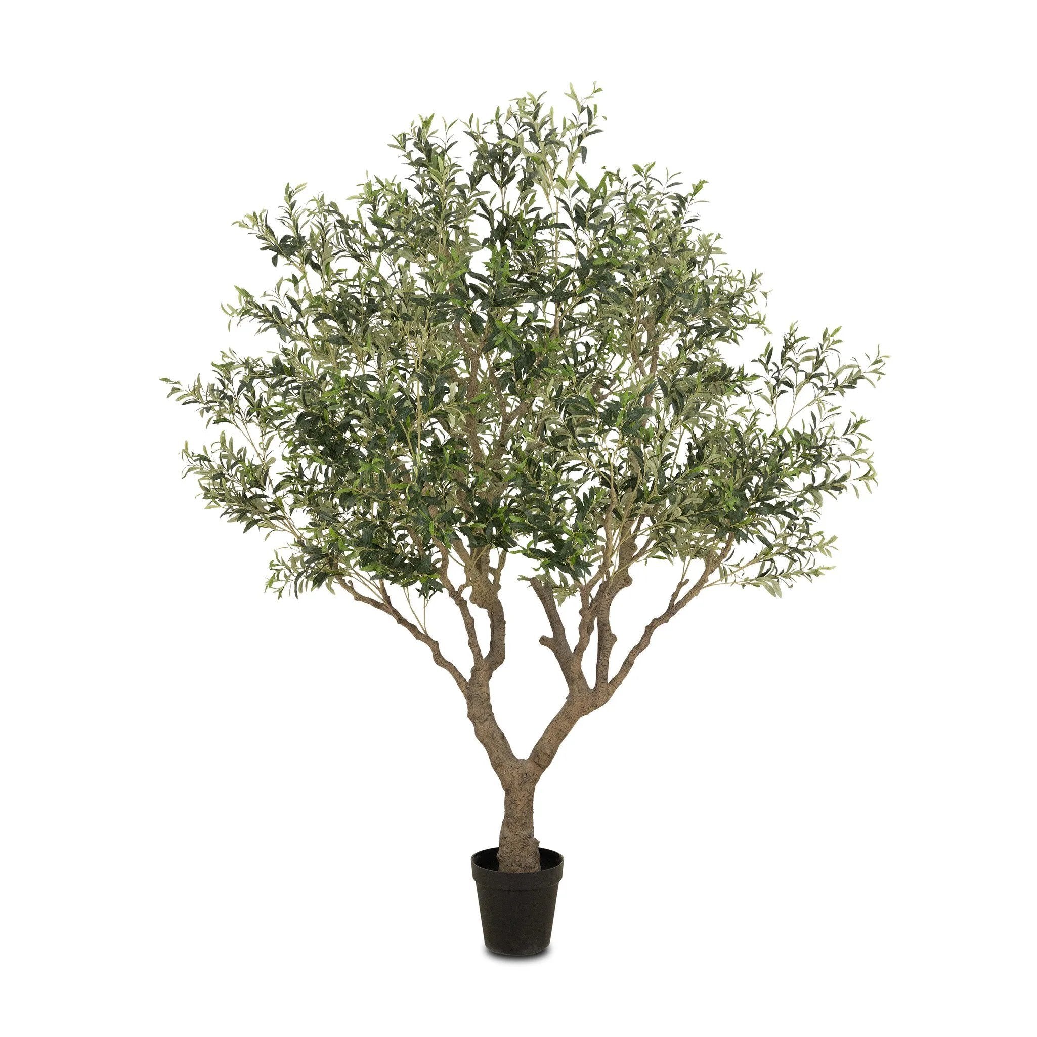 Dense foliage and high-quality construction shape the branches and leaves of this faux fruitless olive tree, for a realistic look that's designed for easy living. Ships in a black plastic liner pot. For indoor use only Amethyst Home provides interior design, new home construction design consulting, vintage area rugs, and lighting in the Charlotte metro area.