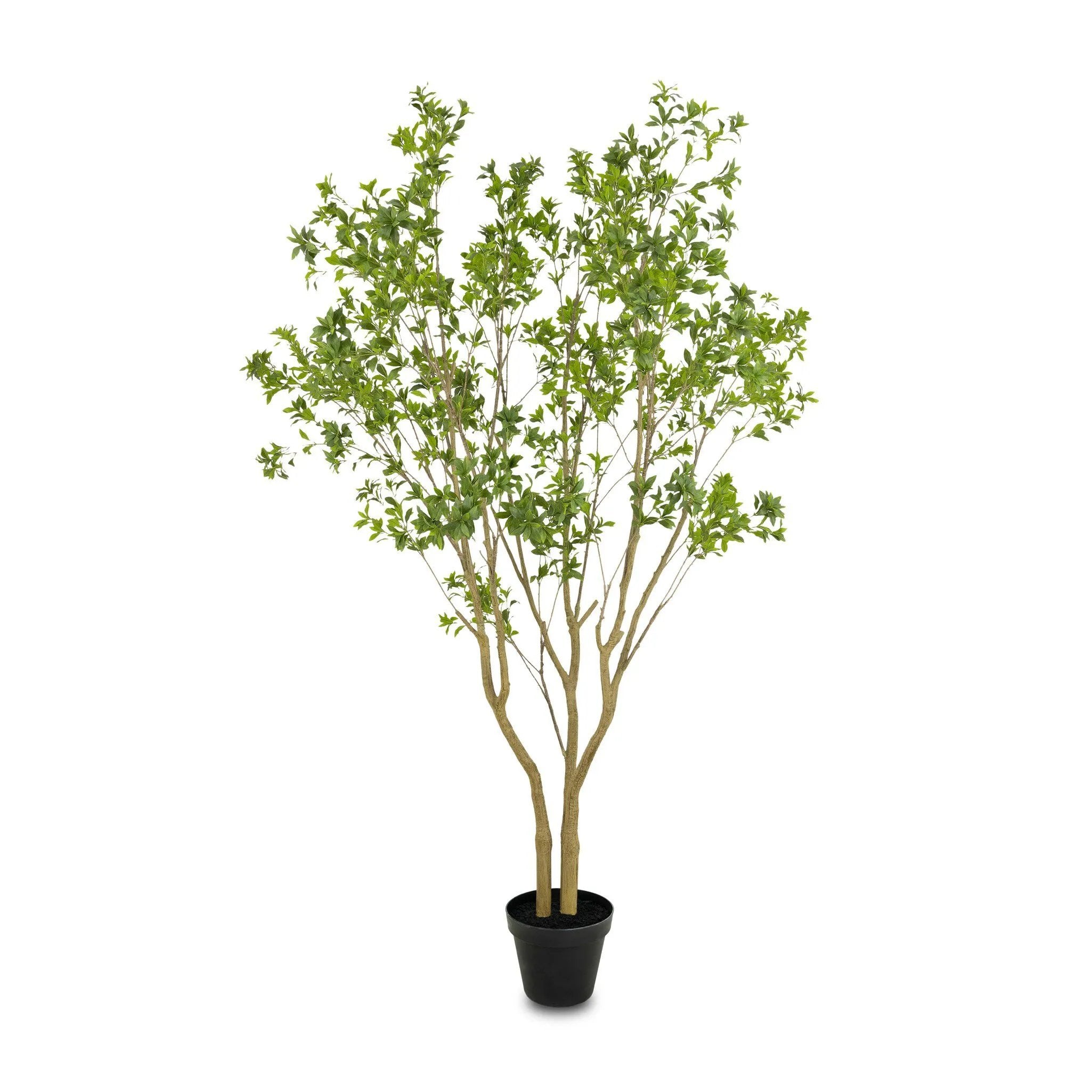 Natural-looking foliage and high-quality construction shape the branches and leaves of this faux pieris tree, for a realistic look that's designed for easy living. Ships in a black plastic liner pot. For indoor use only Amethyst Home provides interior design, new home construction design consulting, vintage area rugs, and lighting in the Calabasas metro area.