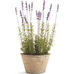 French Lavender Potted 21"  Napa Home & Garden