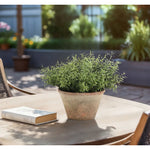 Designed for exterior spaces, this UV-rated product delivers all-season beauty and luxury. Perfect for patios, decks, entryways, or any outdoor living area. Embrace nature?s charm with the green Herb, thoughtfully displayed in a Terracotta Pot. Amethyst Home provides interior design, new home construction design consulting, vintage area rugs, and lighting in the Tampa metro area.