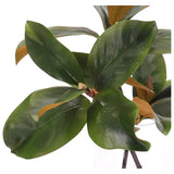 Create a luxurious atmosphere with this green Magnolia Branch, housed in a glass cylinder. With a height of 14", this arrangement offers a striking and elegant presence, blending seamlessly with seasonal or year-round decor. Experience the charm of this arrangement, maintenance-free and ideal for those who love fresh, vibrant decor Amethyst Home provides interior design, new home construction design consulting, vintage area rugs, and lighting in the Omaha metro area.