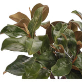 Add a burst of elegance with the green Magnolia Branch, set in a glass vase. Standing at 15", this lifelike faux design adds sophistication, perfect for a dining table centerpiece or console display. Experience the charm of this arrangement, maintenance-free and ideal for those who love fresh, vibrant decor Amethyst Home provides interior design, new home construction design consulting, vintage area rugs, and lighting in the Portland metro area.