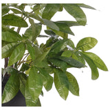 Embrace nature's charm with the green Money Tree Branch, thoughtfully displayed in a resin urn. Reaching 41", it's a graceful addition that enhances small nooks, shelves, or bathroom vanities, adding a refined touch. A stunning addition to any setting, it remains fresh and beautiful, with zero effort required Amethyst Home provides interior design, new home construction design consulting, vintage area rugs, and lighting in the Kansas City metro area.