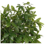 Money Tree, Faux Tree, 55 Amethyst Home provides interior design, new home construction design consulting, vintage area rugs, and lighting in the Park City metro area.