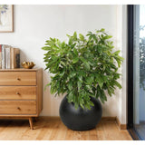 Money Tree, Faux Tree, 55 Amethyst Home provides interior design, new home construction design consulting, vintage area rugs, and lighting in the Salt Lake City metro area.