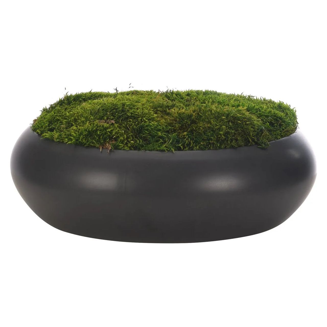 Add a burst of elegance with the green Moss Mound, set in a ceramic bowl black. At 6", this piece captures the natural beauty of each petal, making it ideal for brightening up office desks or kitchen countertops. Experience the charm of this arrangement, maintenance-free and ideal for those who love fresh, vibrant decor Amethyst Home provides interior design, new home construction design consulting, vintage area rugs, and lighting in the Omaha metro area.
