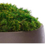 Bring timeless beauty into your home with the green Moss Mound in a concrete bowl. Reaching 7", it's a graceful addition that enhances small nooks, shelves, or bathroom vanities, adding a refined touch. This piece brings everlasting elegance, staying vibrant for any occasion without the hassle of care Amethyst Home provides interior design, new home construction design consulting, vintage area rugs, and lighting in the Laguna Beach metro area.