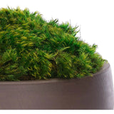 Bring timeless beauty into your home with the green Moss Mound in a concrete bowl. Reaching 7", it's a graceful addition that enhances small nooks, shelves, or bathroom vanities, adding a refined touch. This piece brings everlasting elegance, staying vibrant for any occasion without the hassle of care Amethyst Home provides interior design, new home construction design consulting, vintage area rugs, and lighting in the Laguna Beach metro area.
