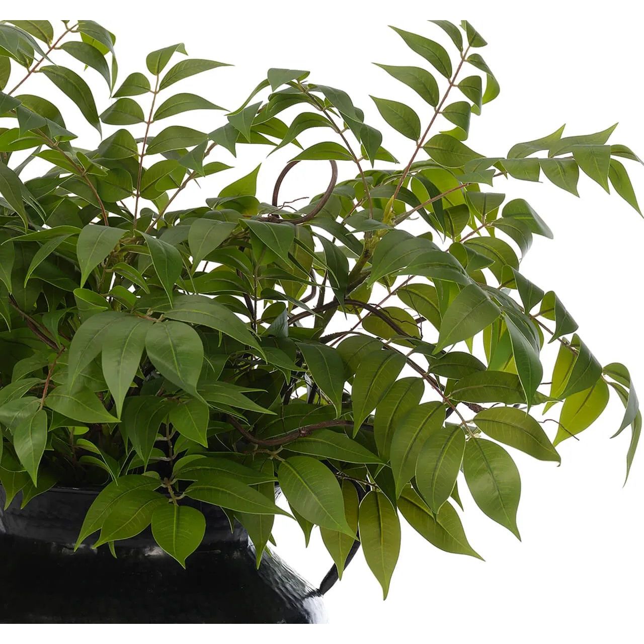 Transform your space with the green Wisteria Leaf, beautifully arranged in a iron pot. Reaching 21", it's a graceful addition that enhances small nooks, shelves, or bathroom vanities, adding a refined touch. Enjoy its lasting beauty year-round, perfect for adding seasonal flair without any upkeep Amethyst Home provides interior design, new home construction design consulting, vintage area rugs, and lighting in the Houston metro area.