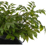 Transform your space with the green Wisteria Leaf, beautifully arranged in a iron pot. Reaching 21", it's a graceful addition that enhances small nooks, shelves, or bathroom vanities, adding a refined touch. Enjoy its lasting beauty year-round, perfect for adding seasonal flair without any upkeep Amethyst Home provides interior design, new home construction design consulting, vintage area rugs, and lighting in the Houston metro area.