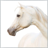 Featuring Pearl Art by Wendover Art at Amethyst Home. The Pearl (WLA1801) art piece is a chic addition to your space. This view of horse art gives a brings a sense of peace and comfort to any room. Specialty: Gallery WrappedMedium: CanvasTreatment: Gallery WrappedSize: 53.25"w x 53.25"h Framed as shown. Amethyst Home provides interior design services, furniture, rugs, and lighting in the Kansas City metro area.