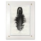 Feather Study #3