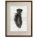 Feather Study #10