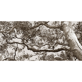 Old Tree Memories Art