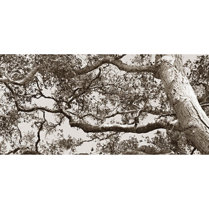 Old Tree Memories Art