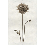 Single Dahlia - Amethyst Home