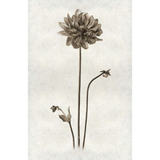 Single Dahlia - Amethyst Home