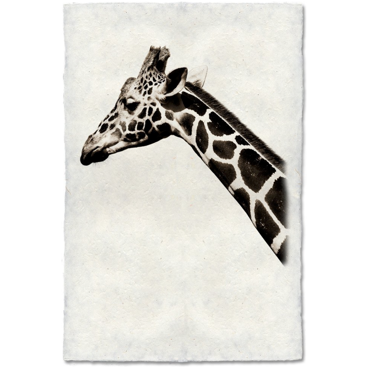 Giraffe - Amethyst Home