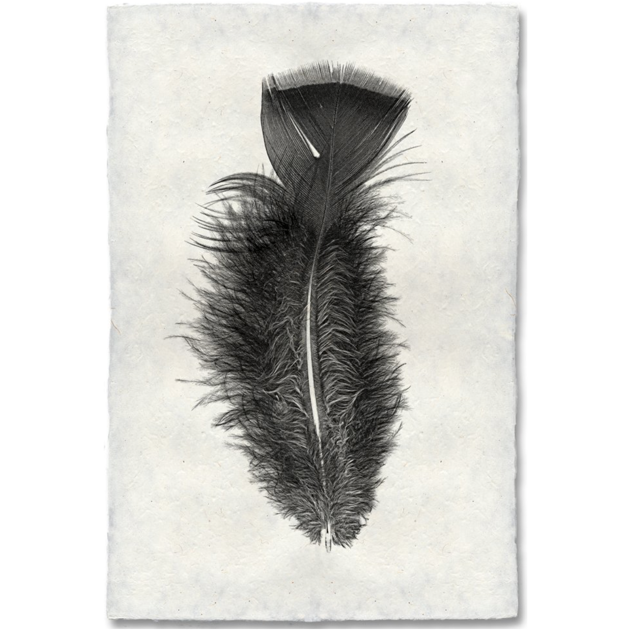Feather Study #10 - Amethyst Home