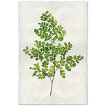 Fern #8 - Amethyst Home