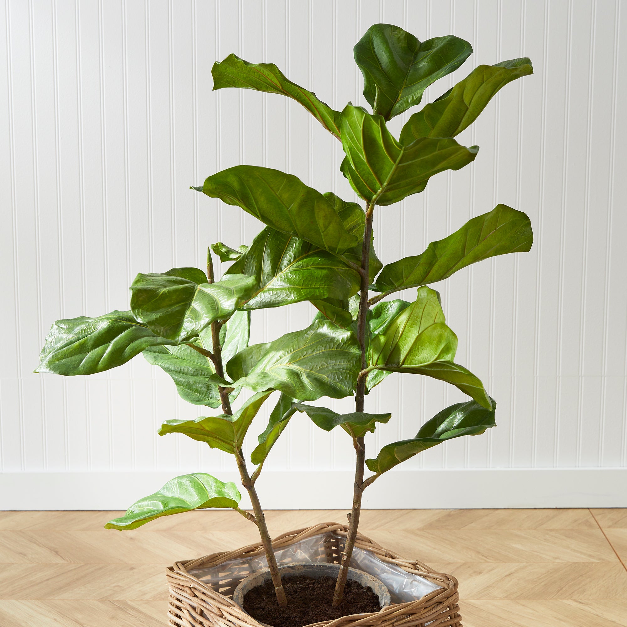 fiddle leaf fig los angeles Fiddle Leaf Fig Potted 43"