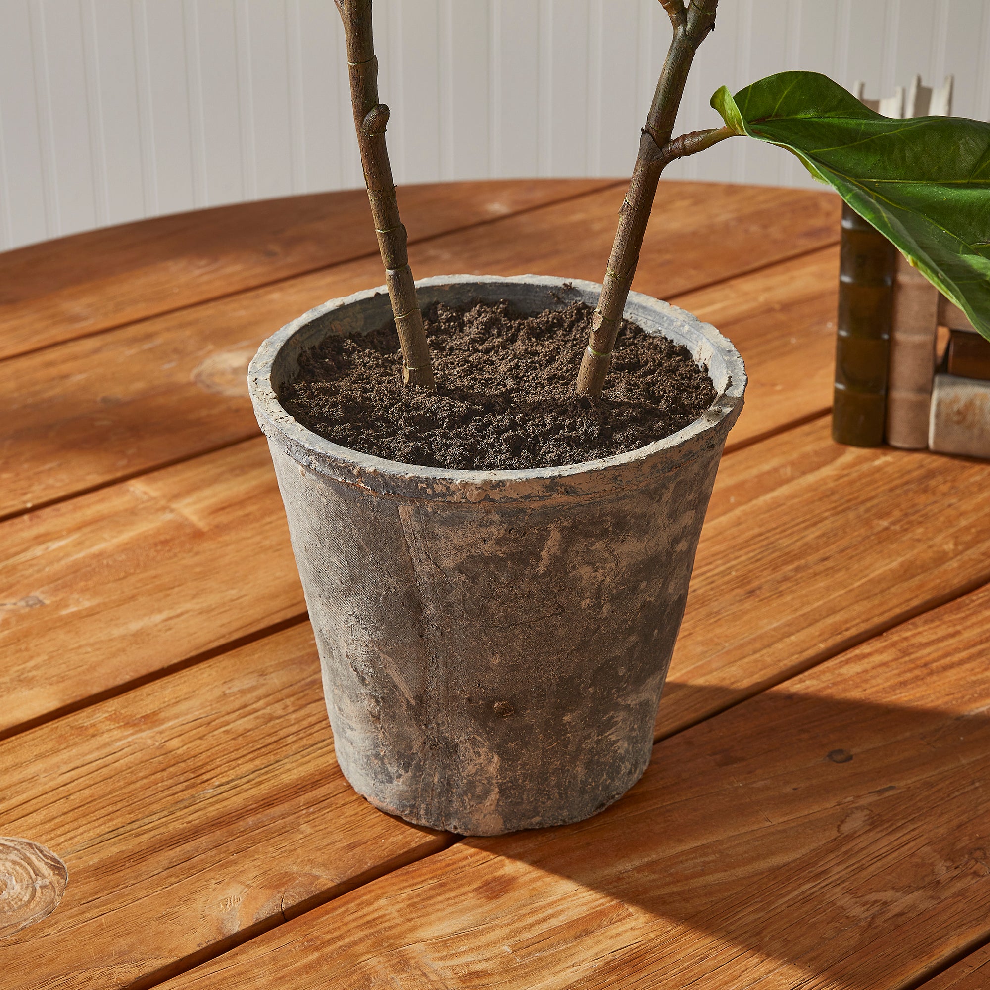 fiddle leaf fig nashville Fiddle Leaf Fig Potted 43"