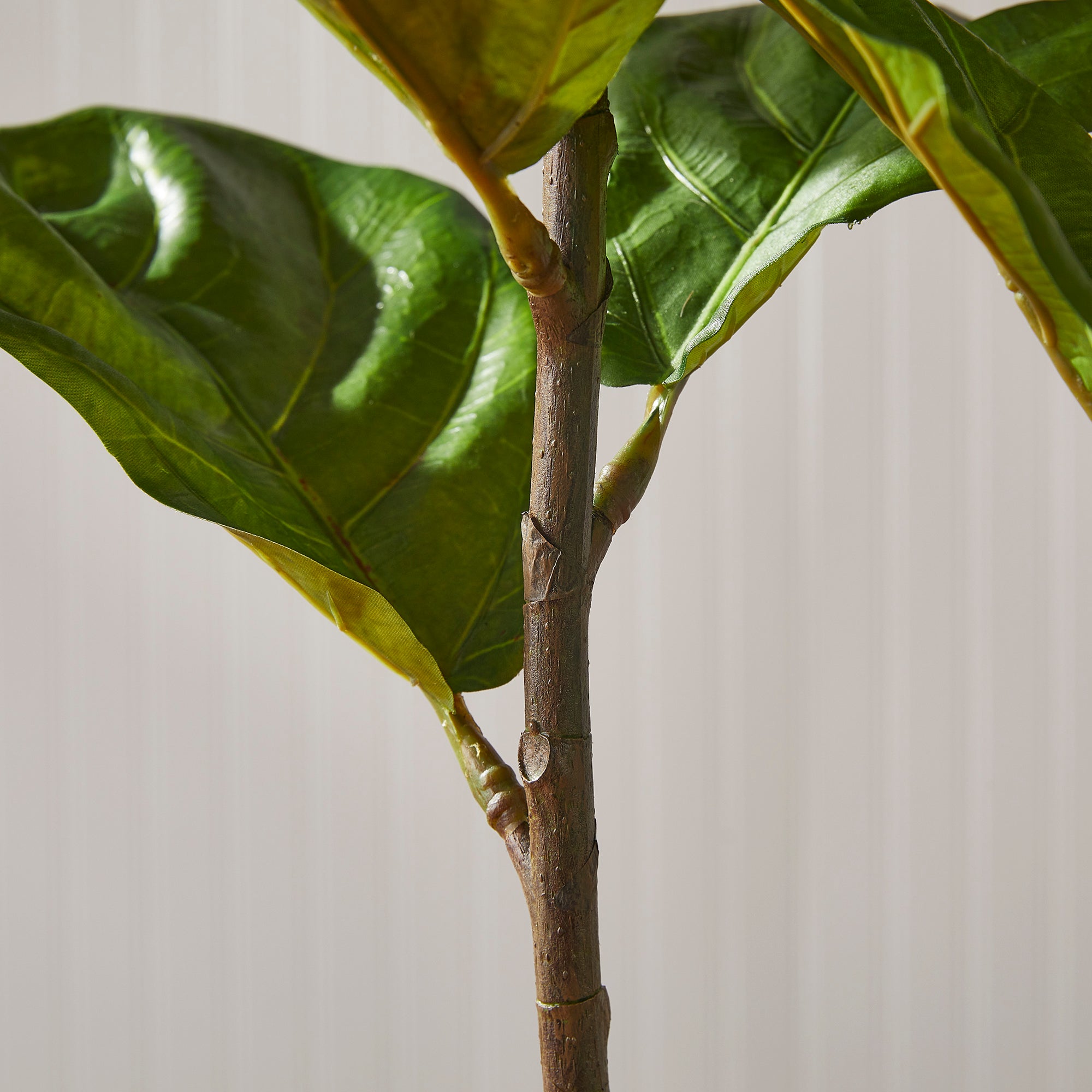 fiddle leaf fig tree seattle Fiddle Leaf Fig Potted 43"