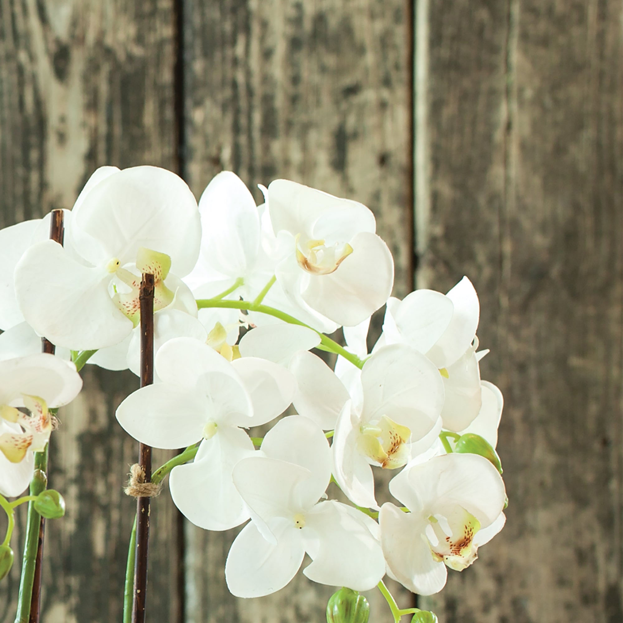Our Phalaenopsis is totally realistic. A perfect copy of nature. You'd need a botanist to tell the difference. Amethyst Home provides interior design, new construction, custom furniture, and area rugs in the Boston metro area.