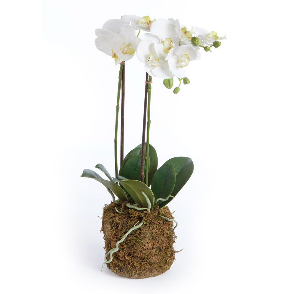 Our Phalaenopsis is totally realistic. A perfect copy of nature. You'd need a botanist to tell the difference. Amethyst Home provides interior design, new construction, custom furniture, and area rugs in the Newport Beach metro area.