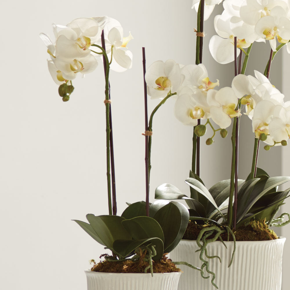 Our Phalaenopsis is totally realistic. A perfect copy of nature. You'd need a botanist to tell the difference. Amethyst Home provides interior design, new construction, custom furniture, and area rugs in the Portland metro area.