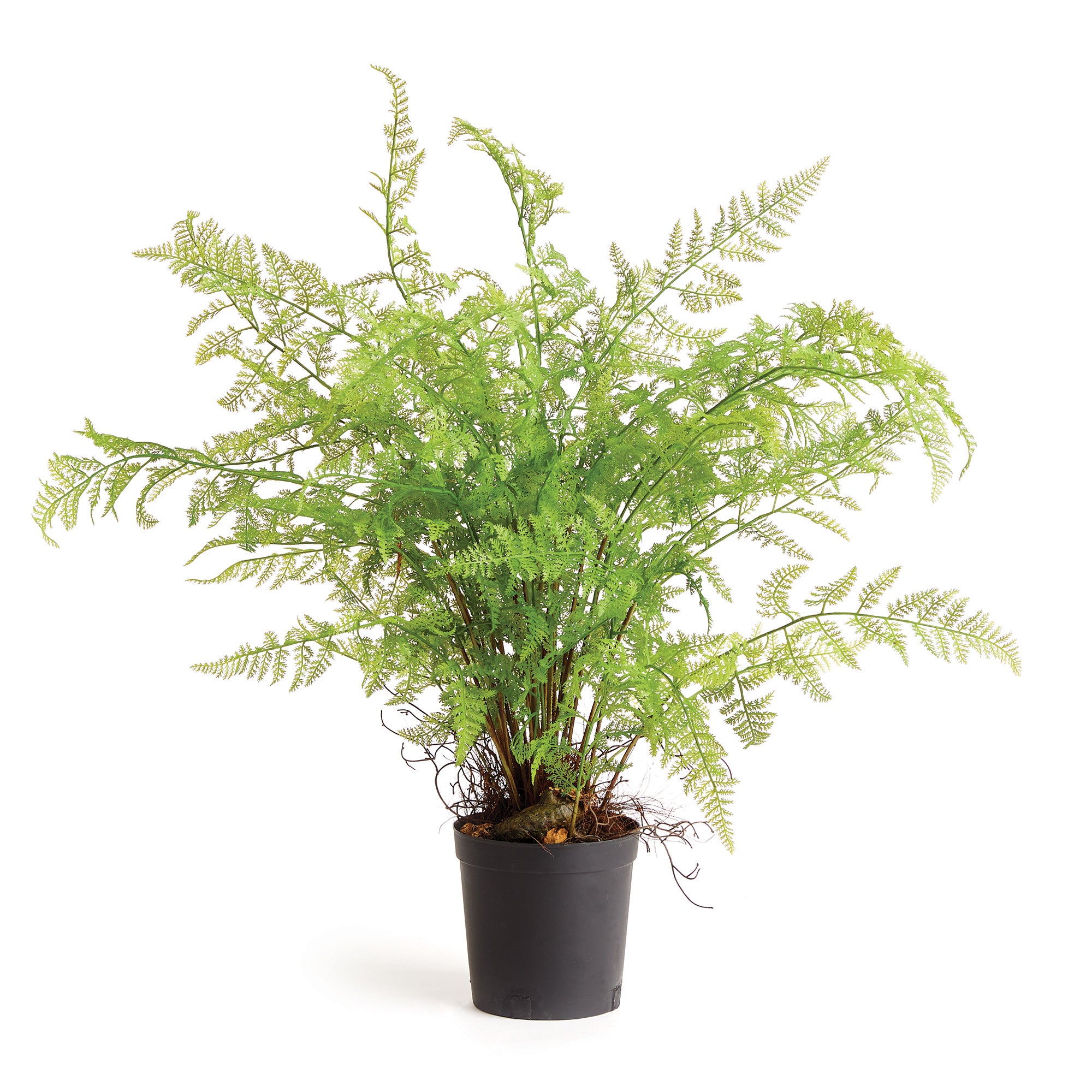 Napa_Home_Garden_Soft_Fern_Dro