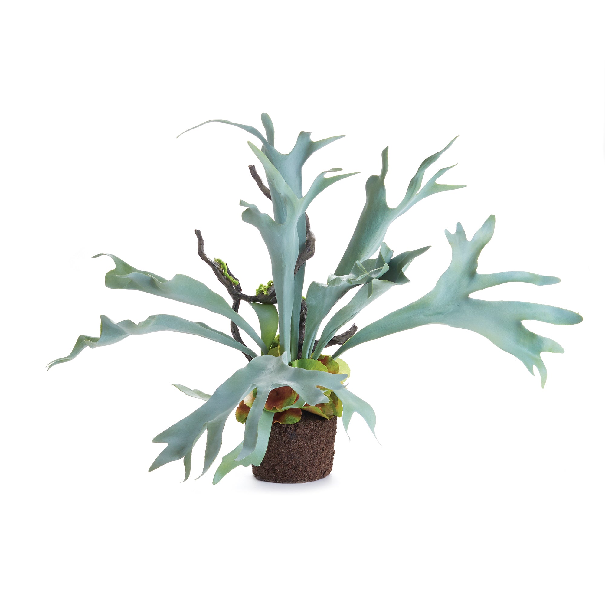 The Staghorn Fern is full of high drama, and sure to be a conversation starter. Typically found in wall configurations, we bring this uniquely free-standing beauty to the table. Amethyst Home provides interior design, new construction, custom furniture, and area rugs in the Kansas City metro area.