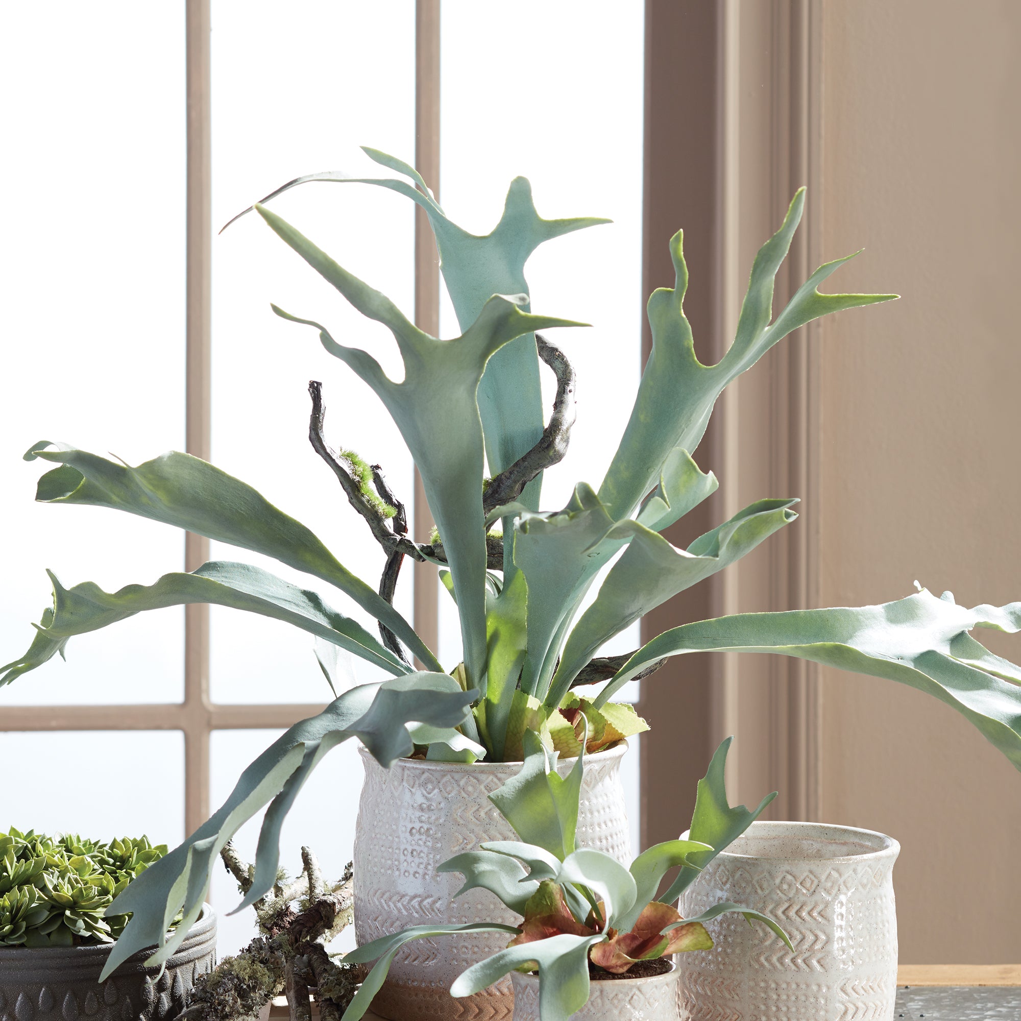The Staghorn Fern is full of high drama, and sure to be a conversation starter. Typically found in wall configurations, we bring this uniquely free-standing beauty to the table. Amethyst Home provides interior design, new construction, custom furniture, and area rugs in the Los Angeles metro area.